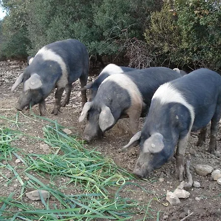 Alloggio per agriturismo La Fontanella&glamping *