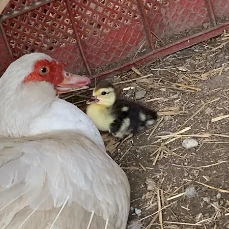 La Fontanella & Glamping 农家乐 *